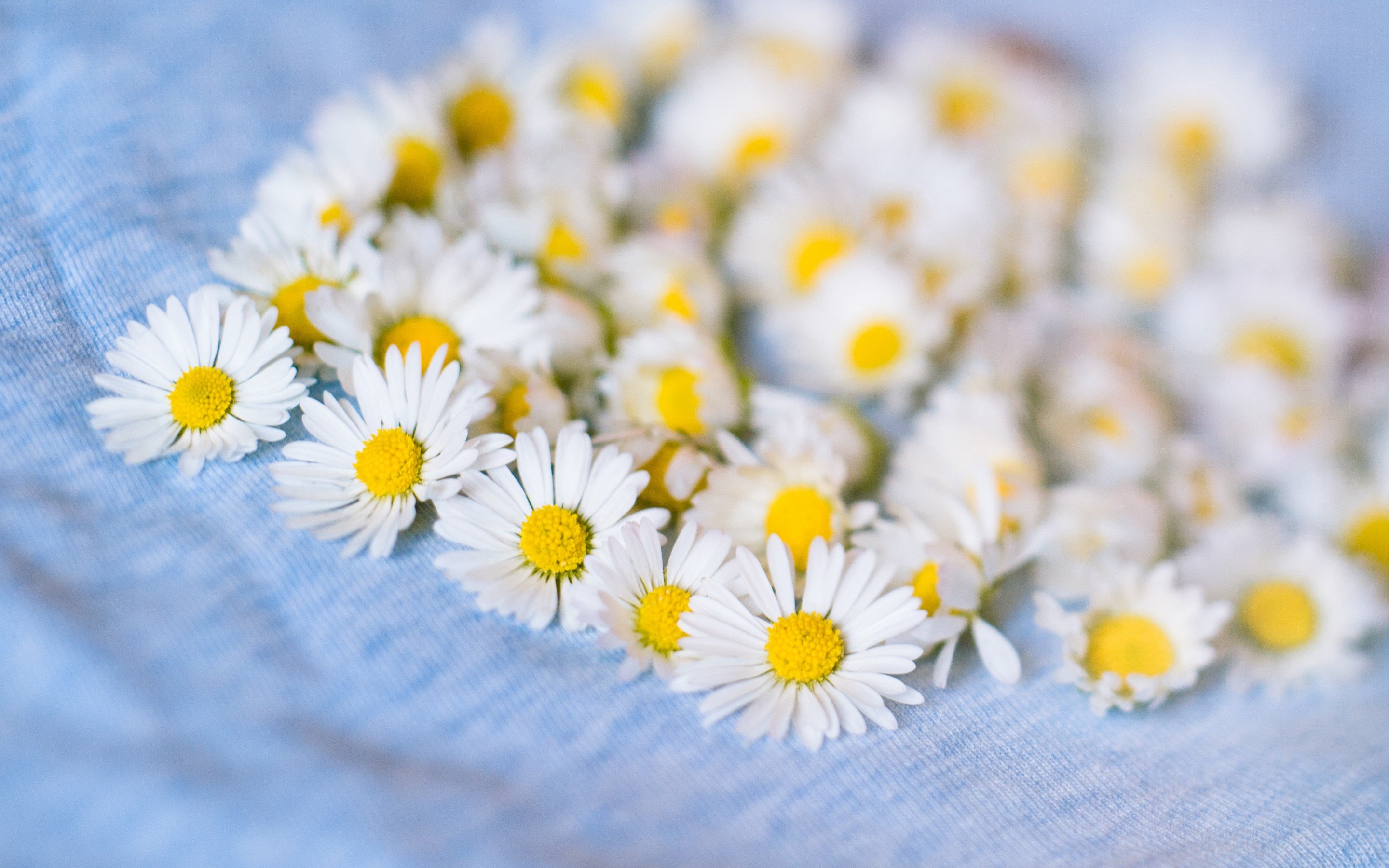 Awesome Daisy free background ID:363359 for hd 2880x1800 computer