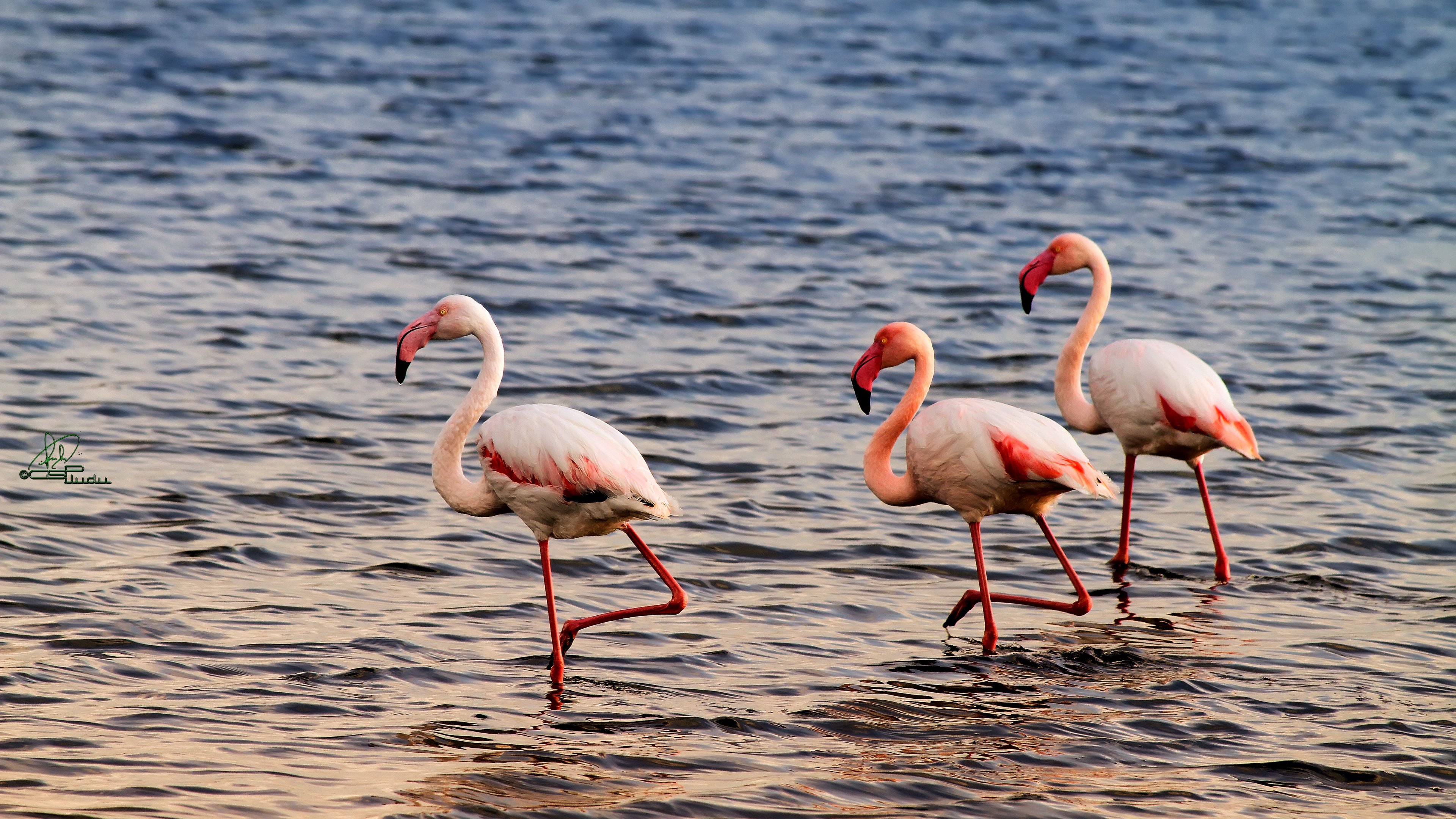 Download 4k Flamingo desktop background ID:66625 for free