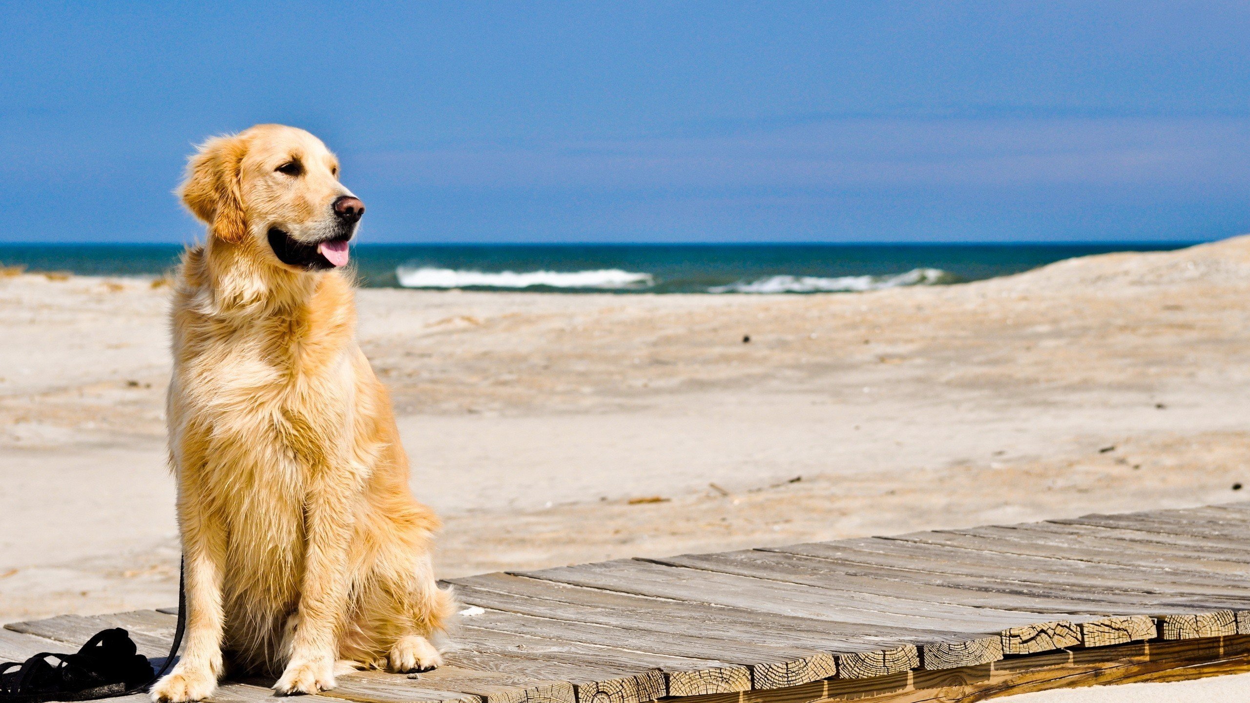 Free download Golden Retriever wallpaper ID:211763 hd 2560x1440 for PC
