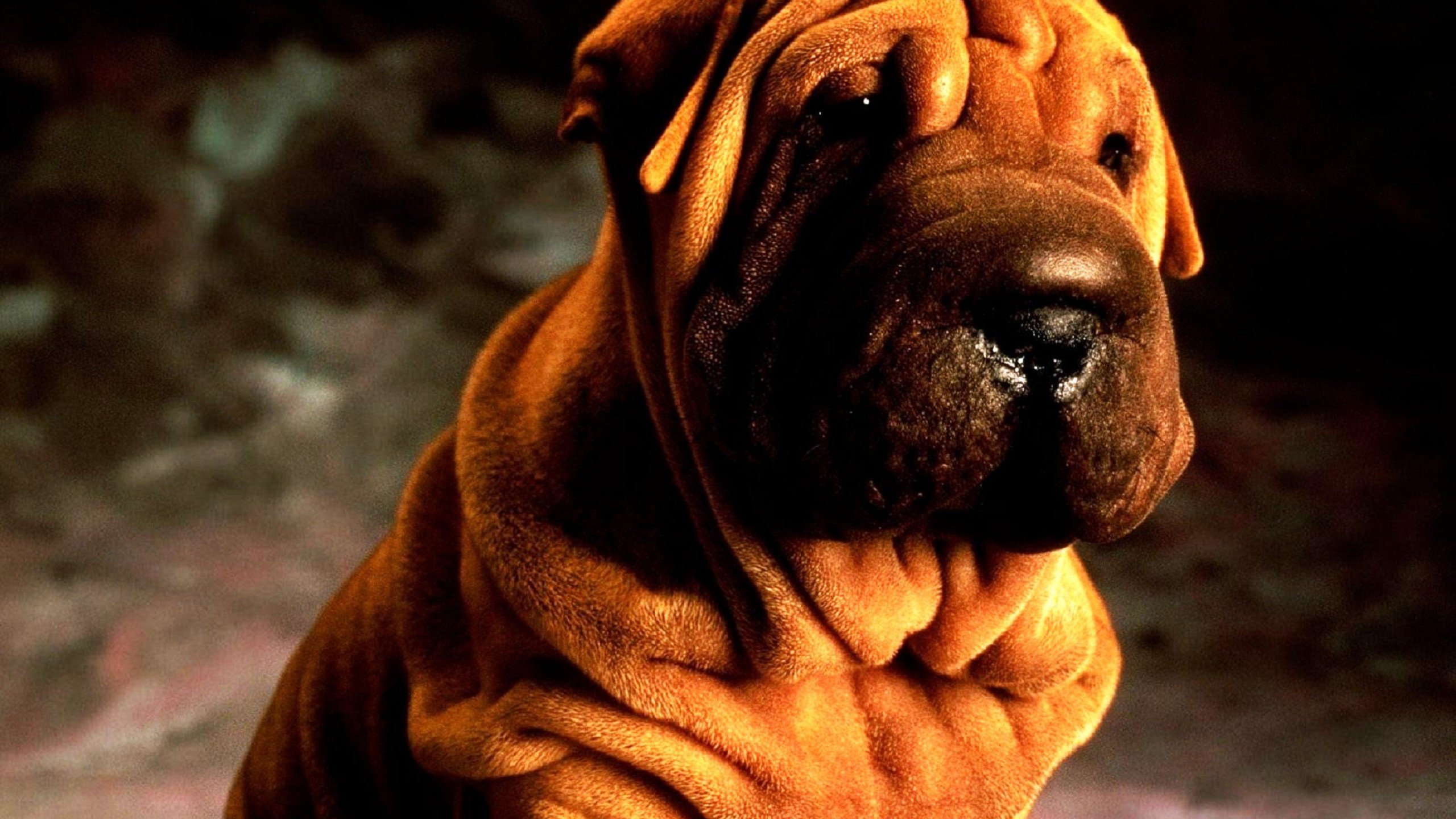 Free Shar Pei high quality background ID:376277 for hd 2560x1440 computer