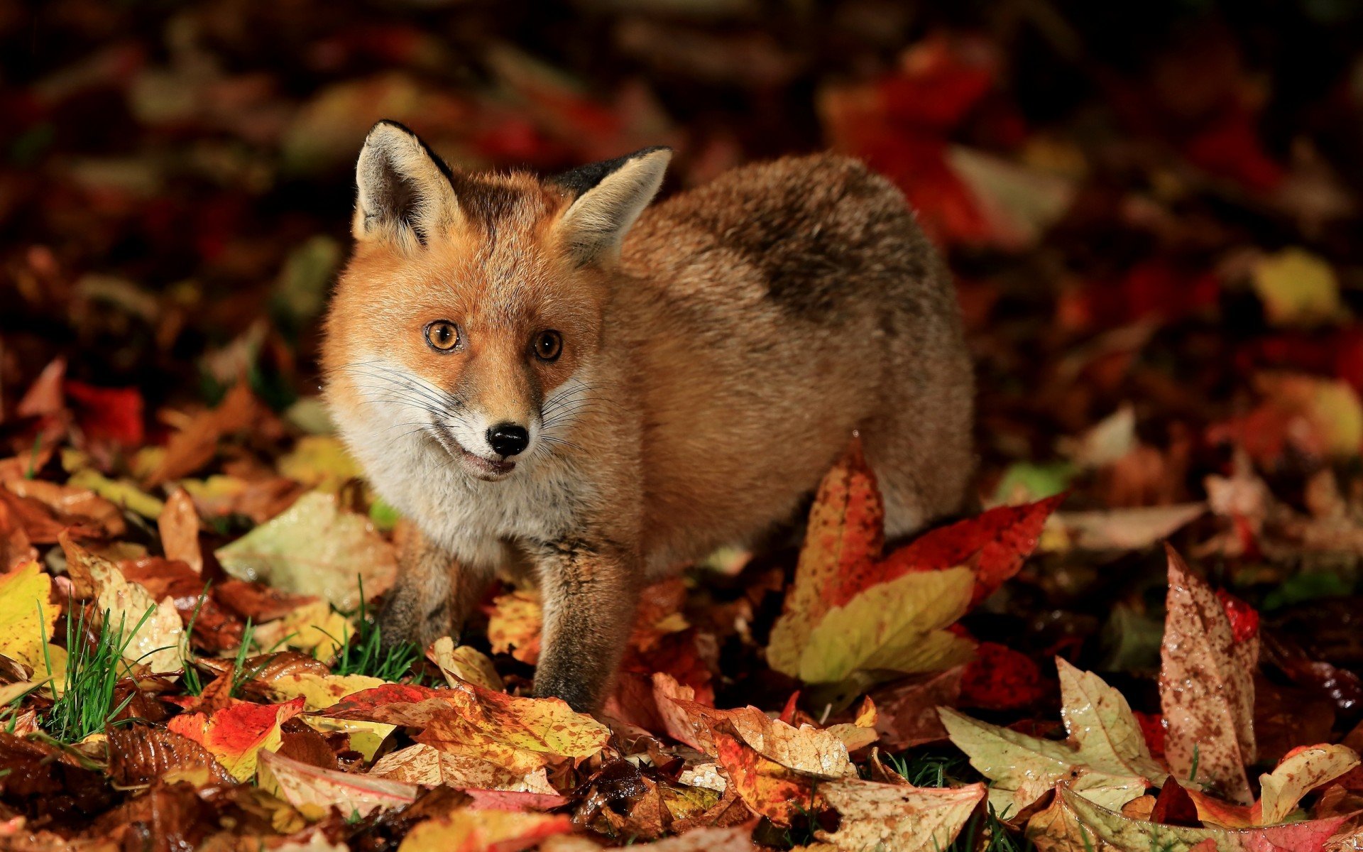 Awesome Fox free background ID:58547 for hd 1920x1200 desktop