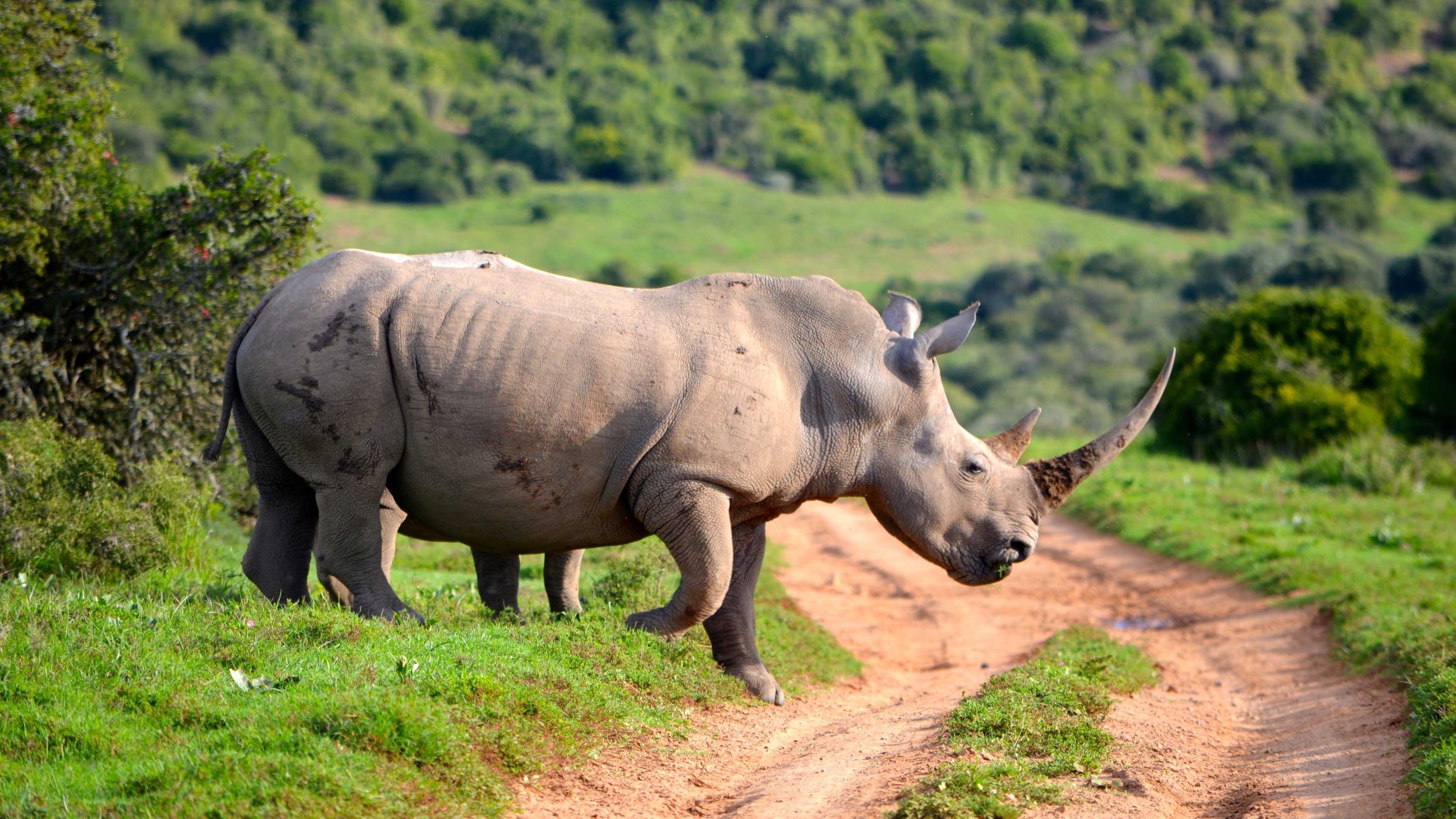 Download uhd 4k Rhino PC background ID:20084 for free