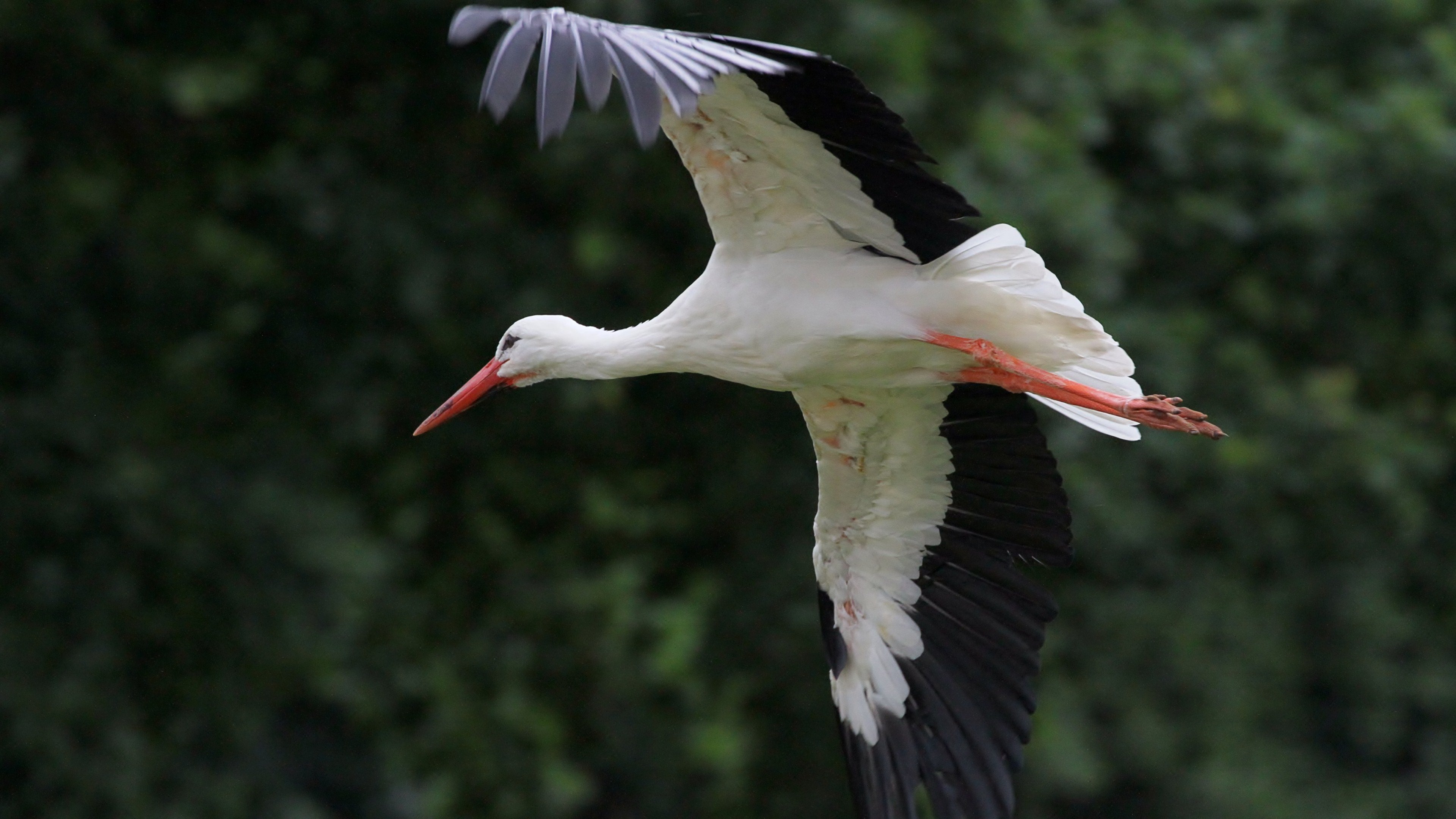 Free White Stork high quality wallpaper ID:9565 for ultra hd 4k computer
