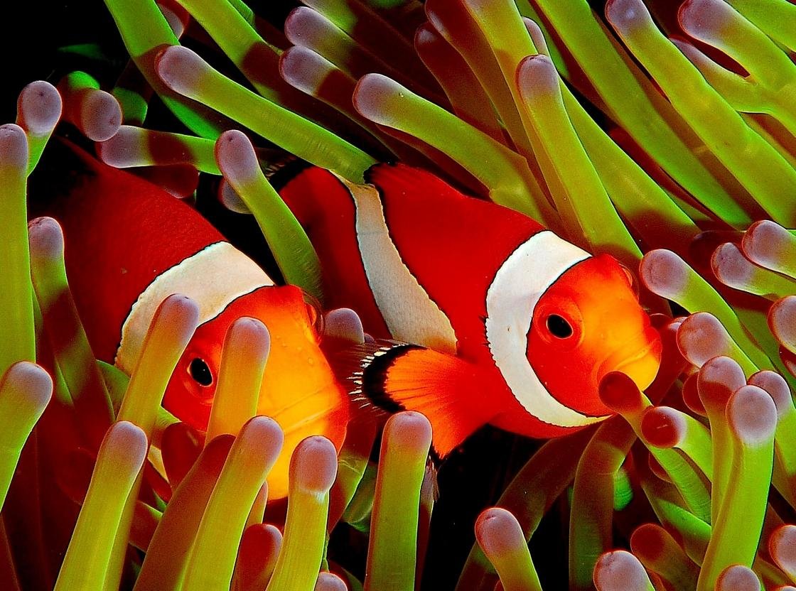 Free Clownfish high quality background ID:53236 for hd 1120x832 PC