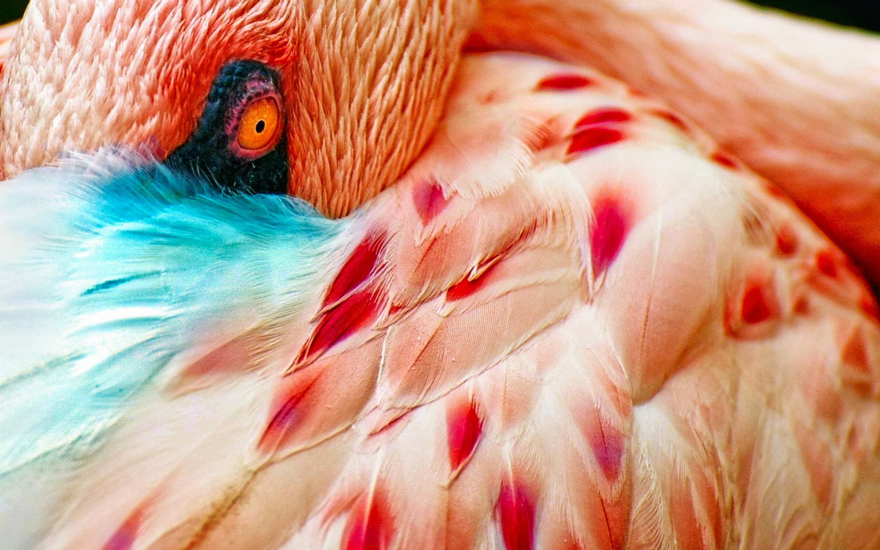 Best Flamingo background ID:66595 for High Resolution hd 2880x1800 PC