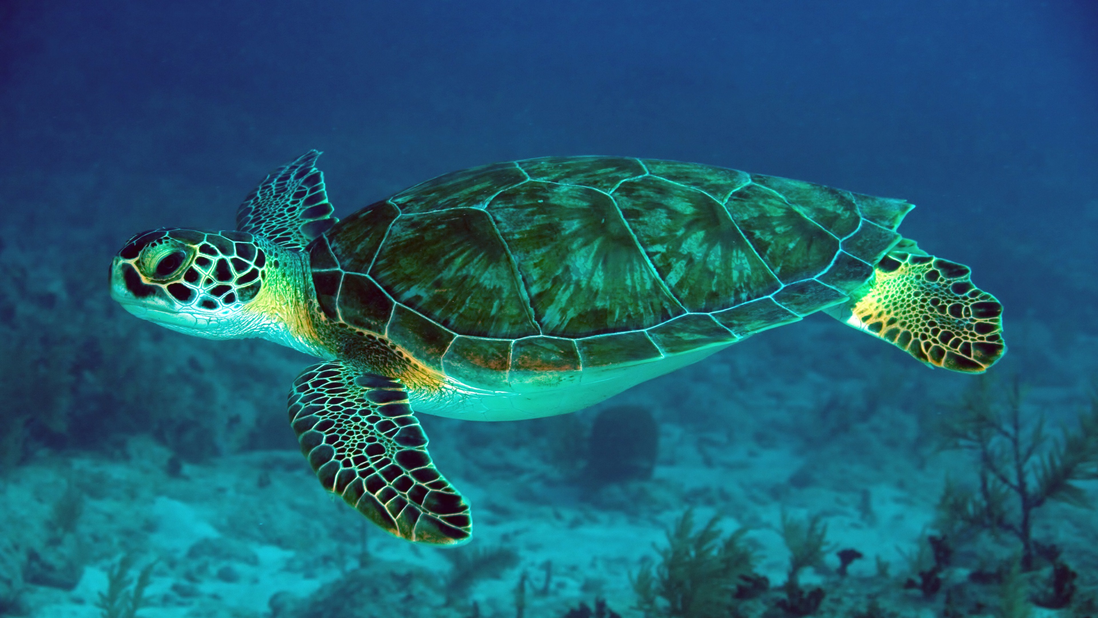 Best Sea Turtle wallpaper ID:150743 for High Resolution hd 4k computer