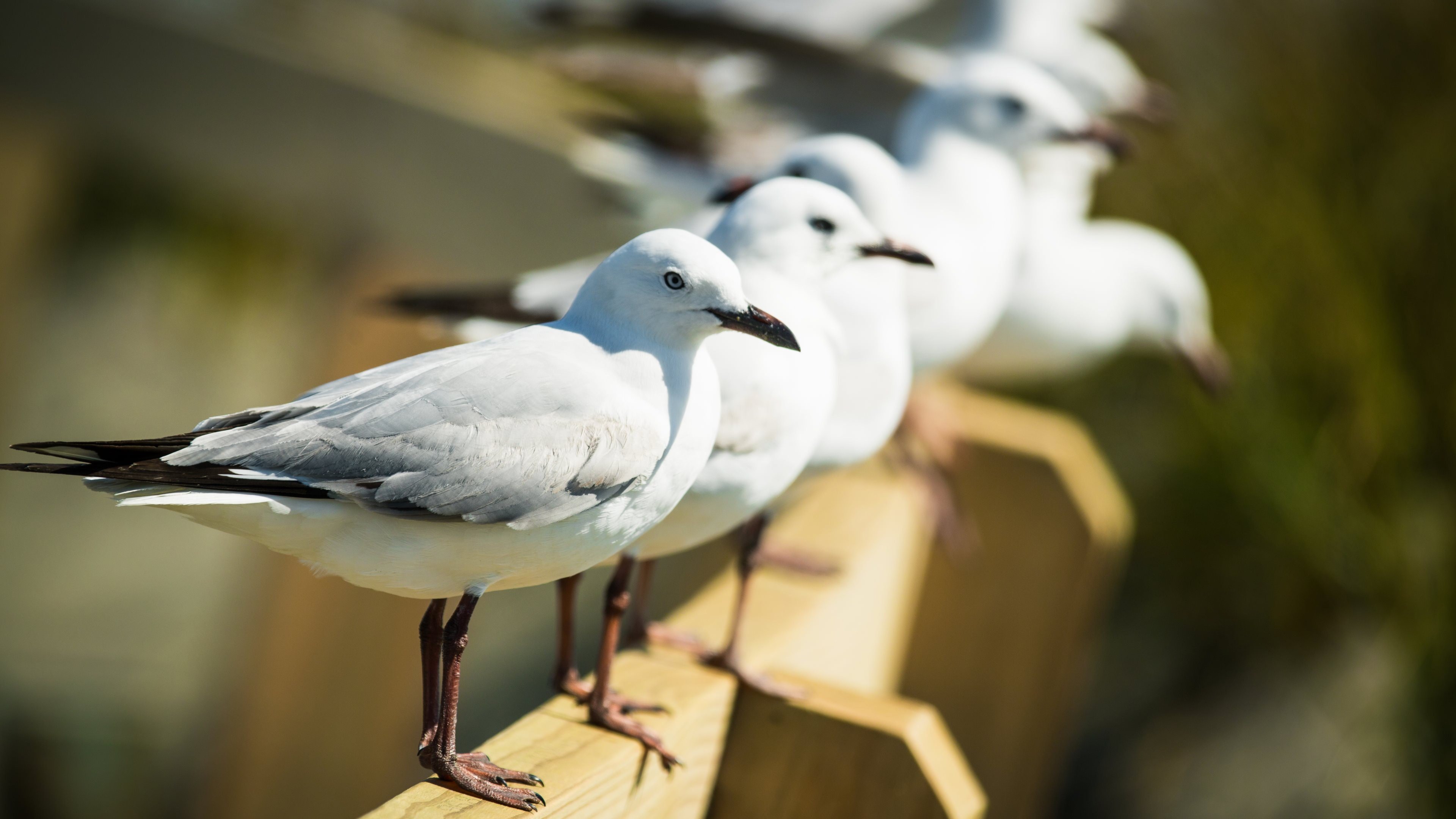 Free Seagull high quality background ID:66857 for hd 4k desktop