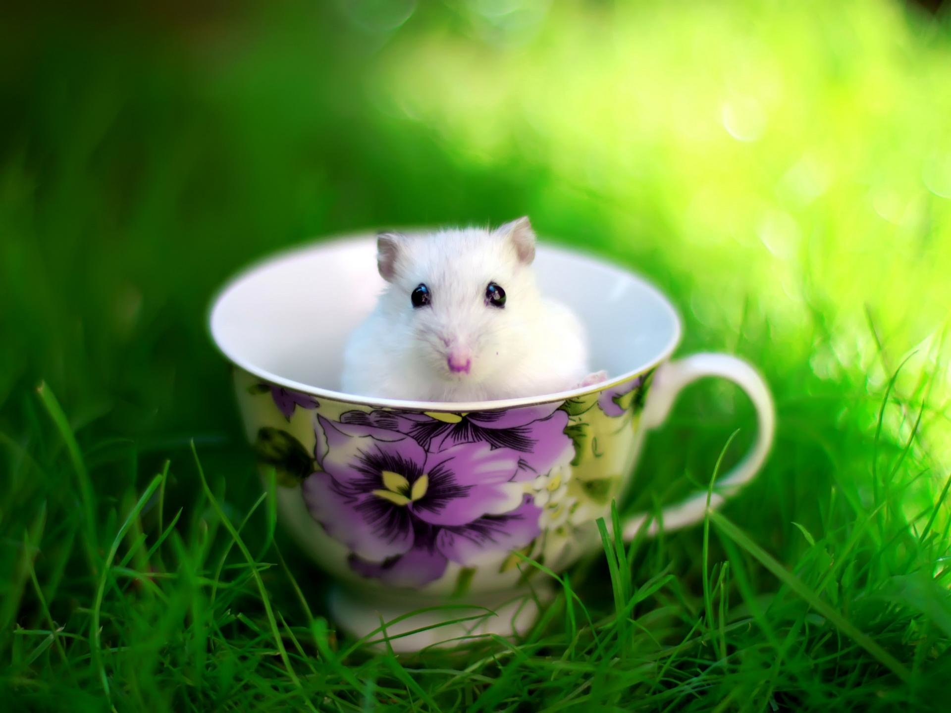 Best Hamster wallpaper ID:234039 for High Resolution hd 1920x1440 computer