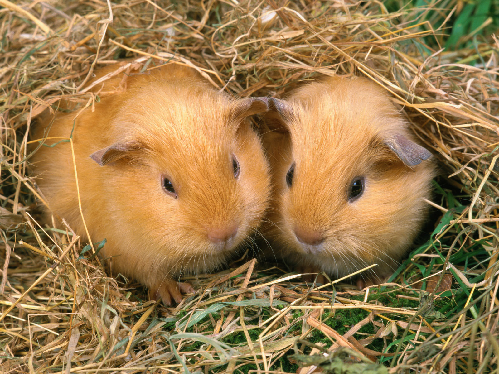 Free Guinea Pig high quality background ID:270964 for hd 1600x1200 PC