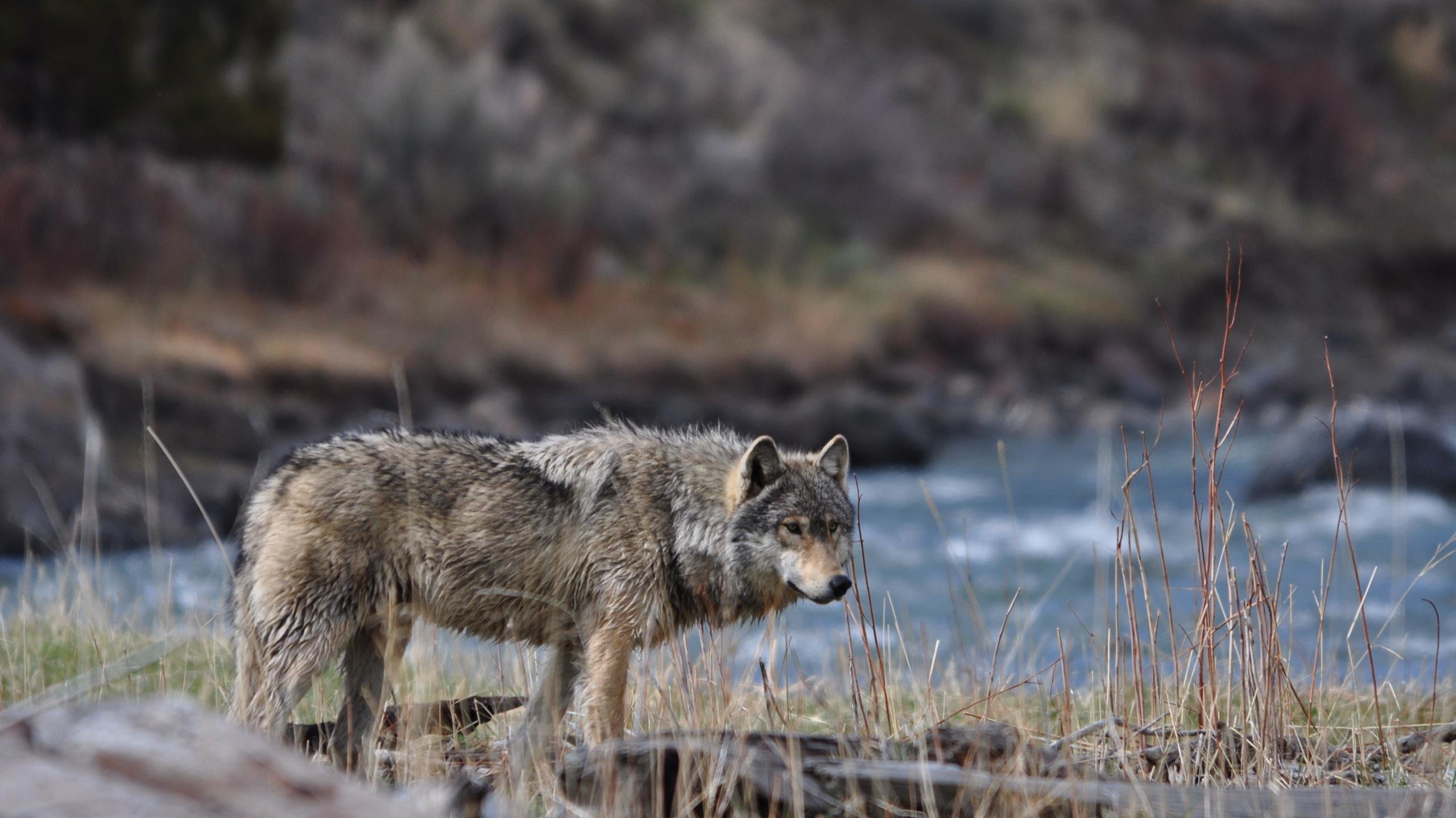 High resolution Wolf hd 2560x1440 background ID:118000 for PC