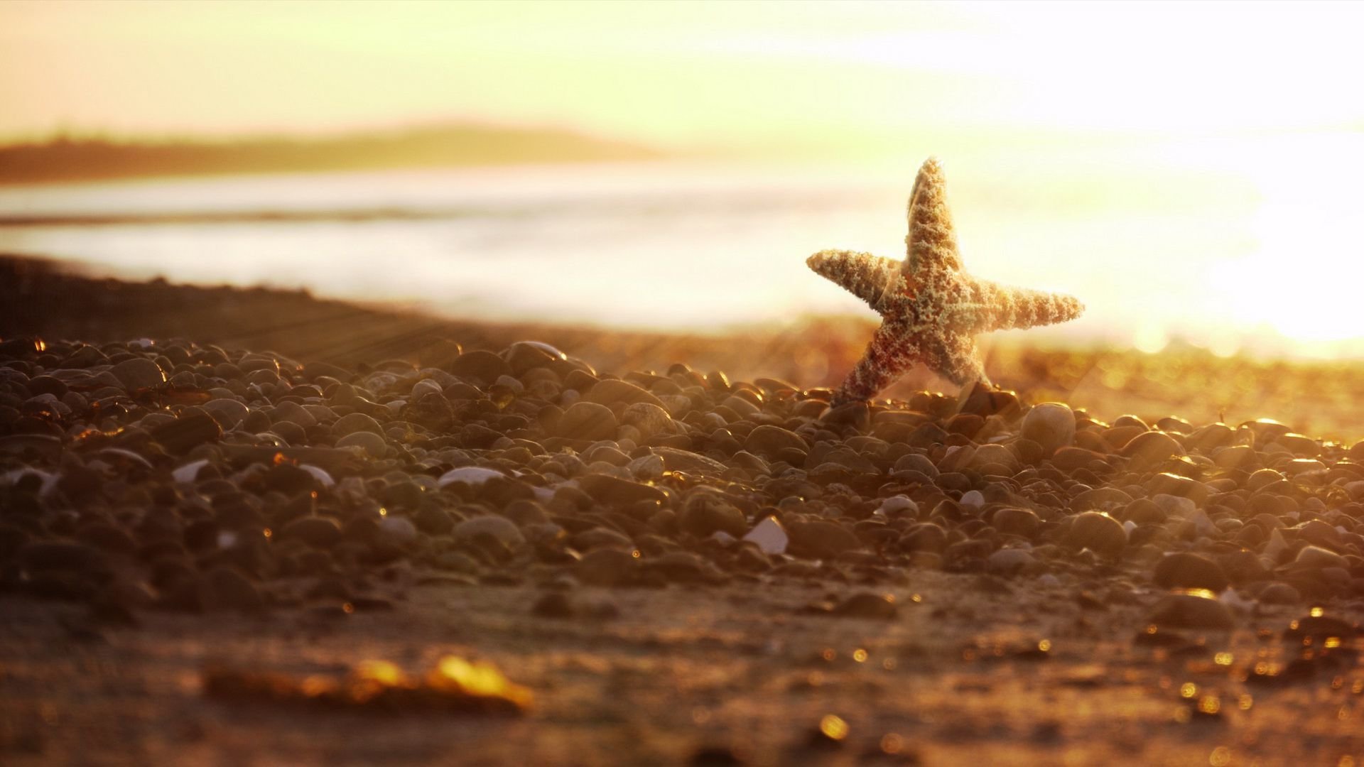 Awesome Starfish free wallpaper ID:29713 for 1080p computer