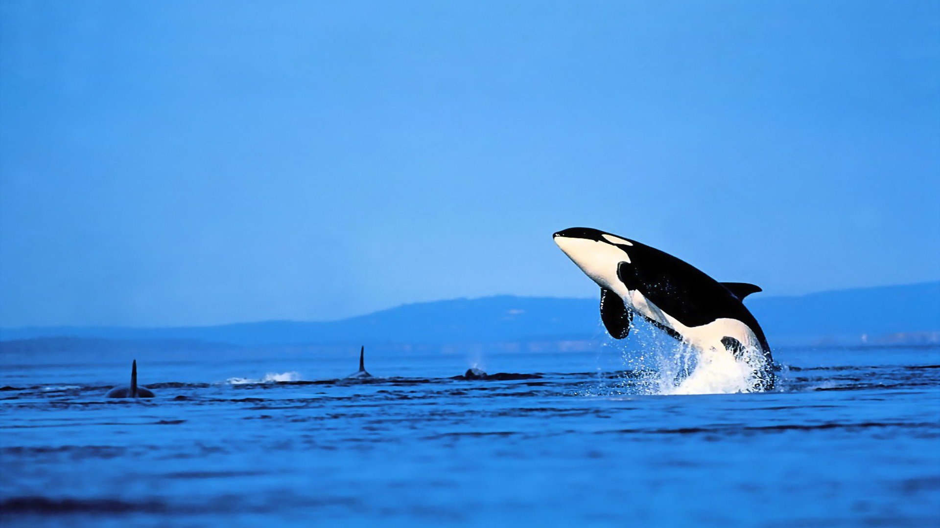 Awesome Orca free background ID:384451 for 1080p computer