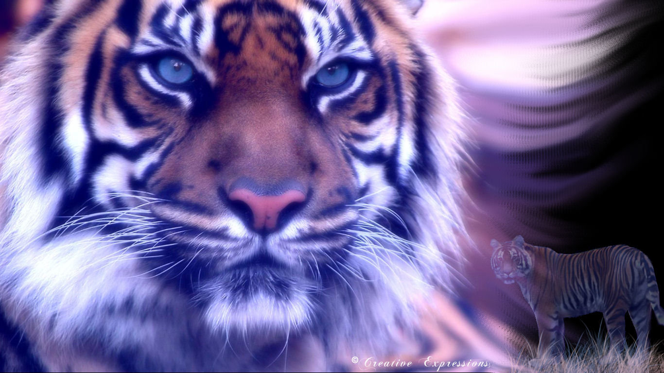 Best Tiger wallpaper ID:115828 for High Resolution laptop PC