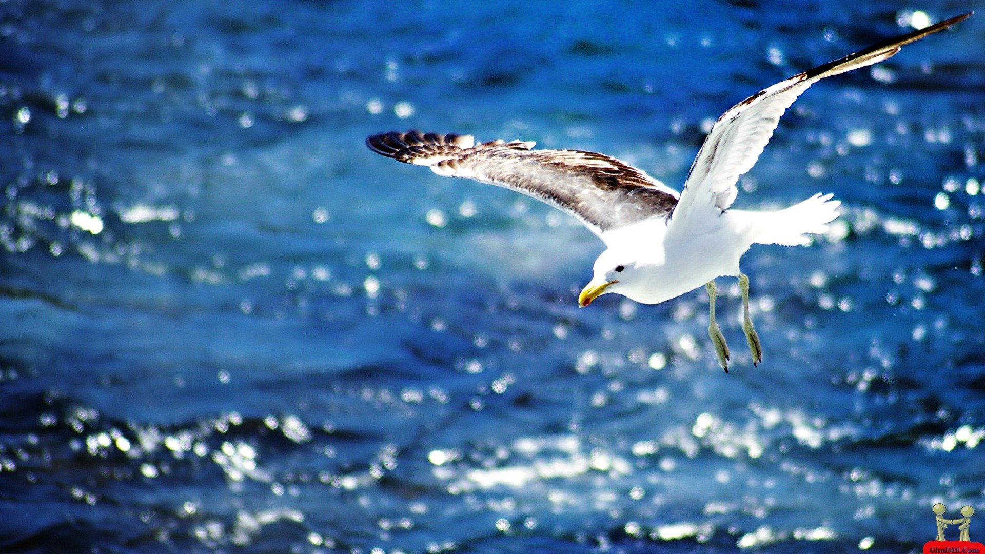 Free Seagull high quality background ID:66841 for full hd PC