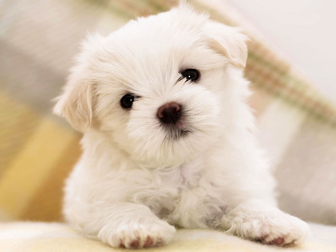 Awesome Maltese free wallpaper ID:47077 for hd 1280x960 desktop