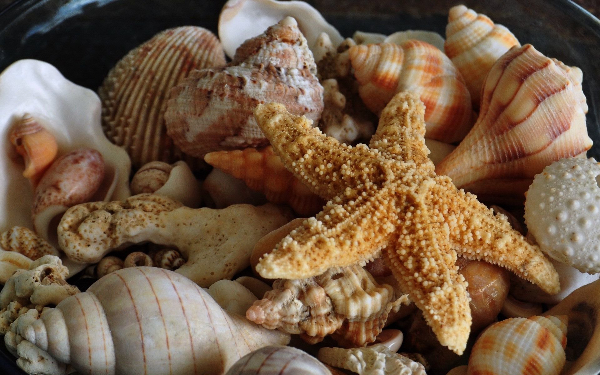 Awesome Starfish free wallpaper ID:29682 for hd 1920x1200 desktop