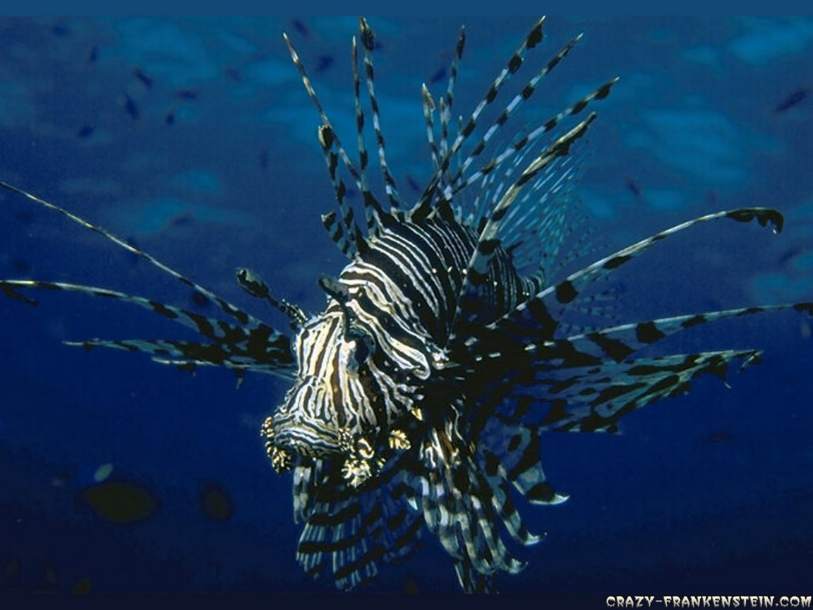Download hd 1600x1200 Lionfish PC wallpaper ID:438232 for free