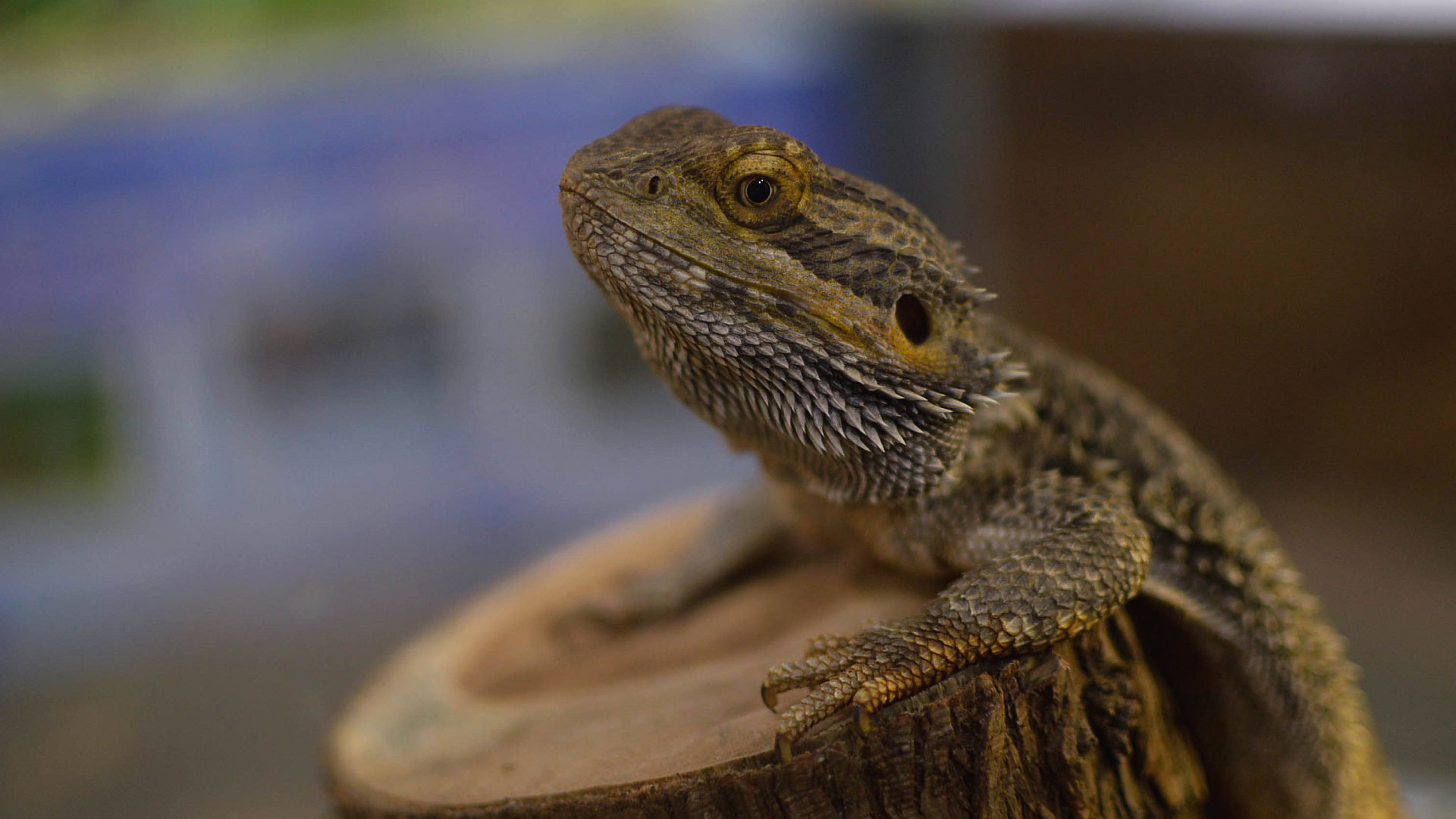 High resolution Bearded Dragon 1080p background ID:396836 for desktop