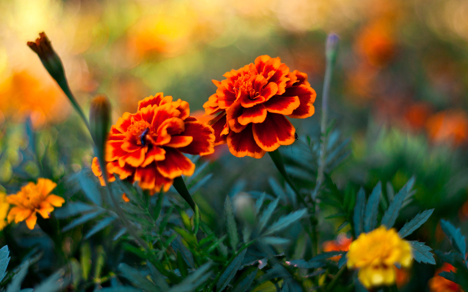 Awesome Marigold free wallpaper ID:122673 for hd 1920x1200 PC