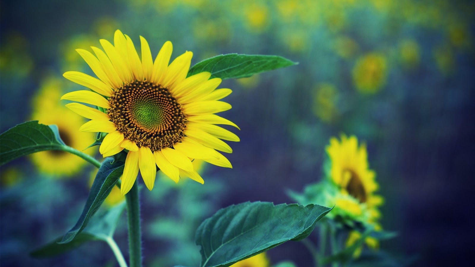 Free download Sunflower wallpaper ID:226415 hd 1600x900 for PC