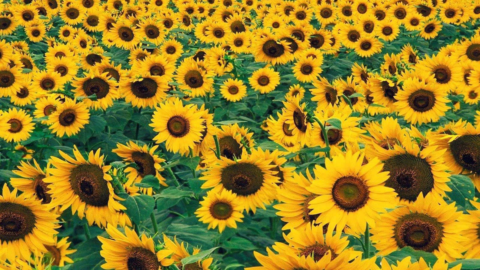 Free download Sunflower wallpaper ID:226532 hd 1600x900 for desktop