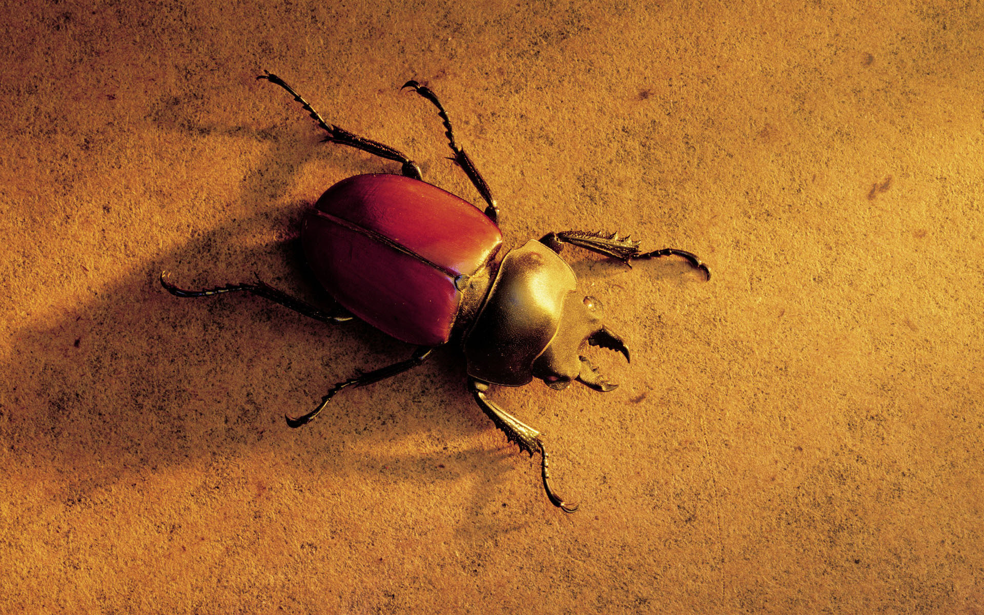 High resolution Beetle hd 1920x1200 background ID:421503 for PC