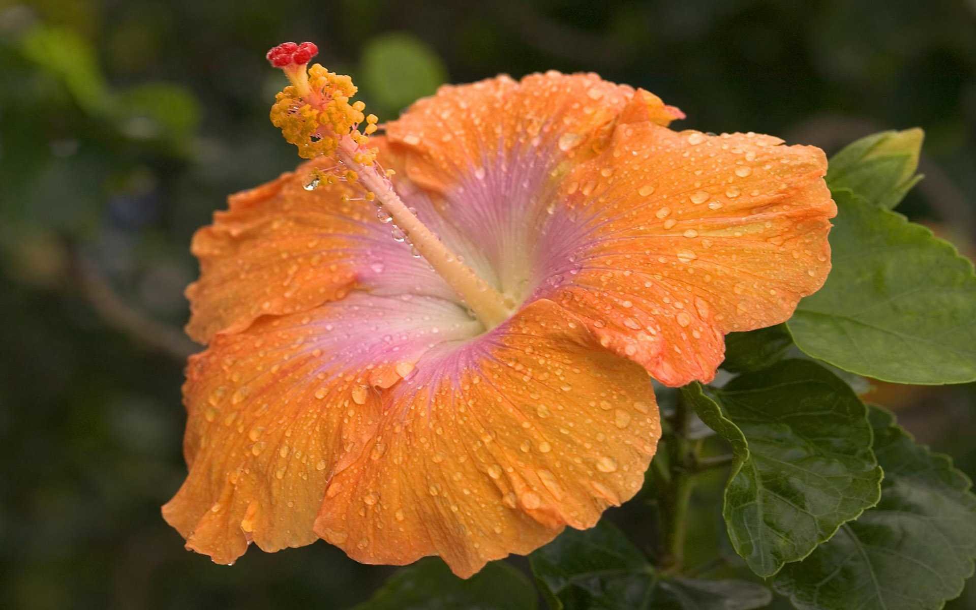 High resolution Hibiscus hd 1920x1200 background ID:24428 for computer