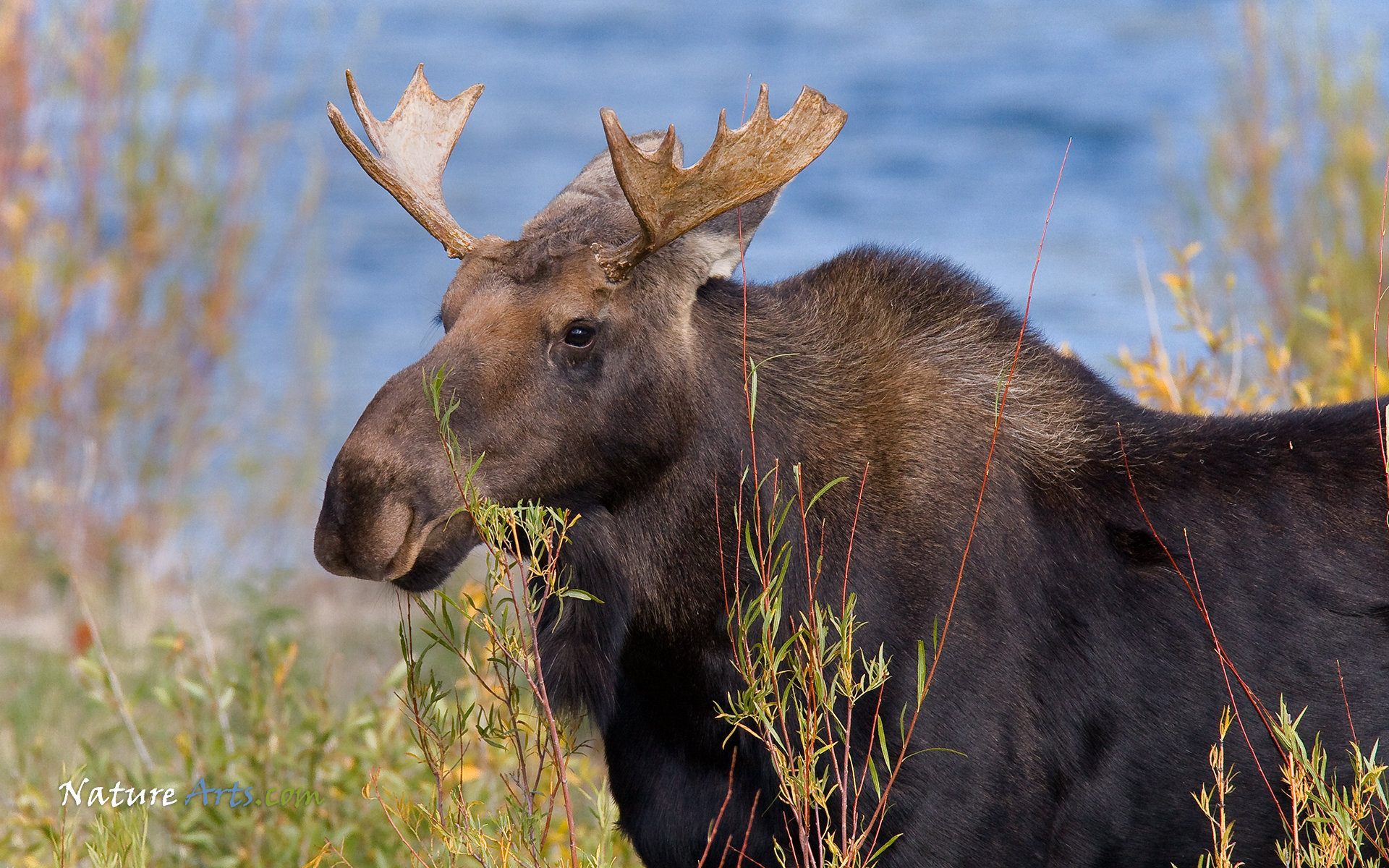Free Moose high quality wallpaper ID:346725 for hd 1920x1200 computer