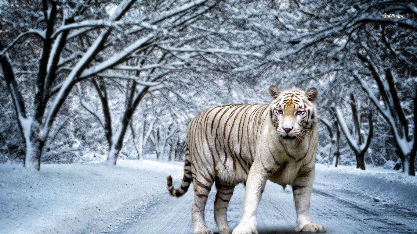 Awesome White Tiger free wallpaper ID:174946 for hd 1366x768 PC