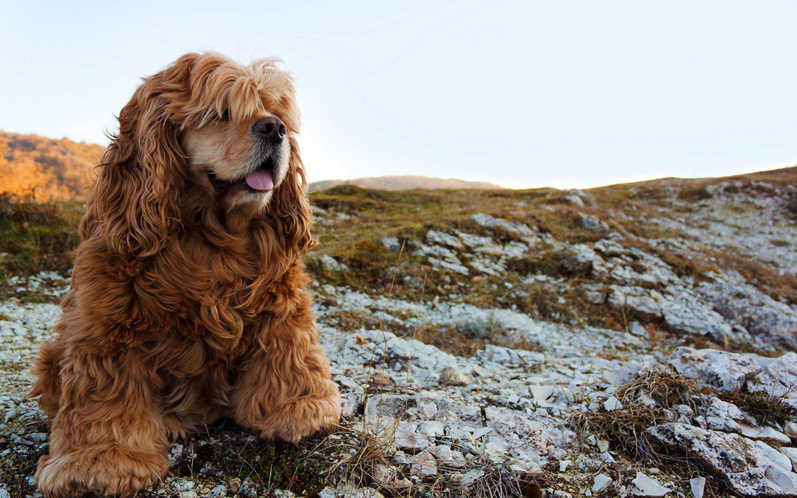 Awesome Cocker Spaniel free wallpaper ID:275103 for hd 2560x1600 computer