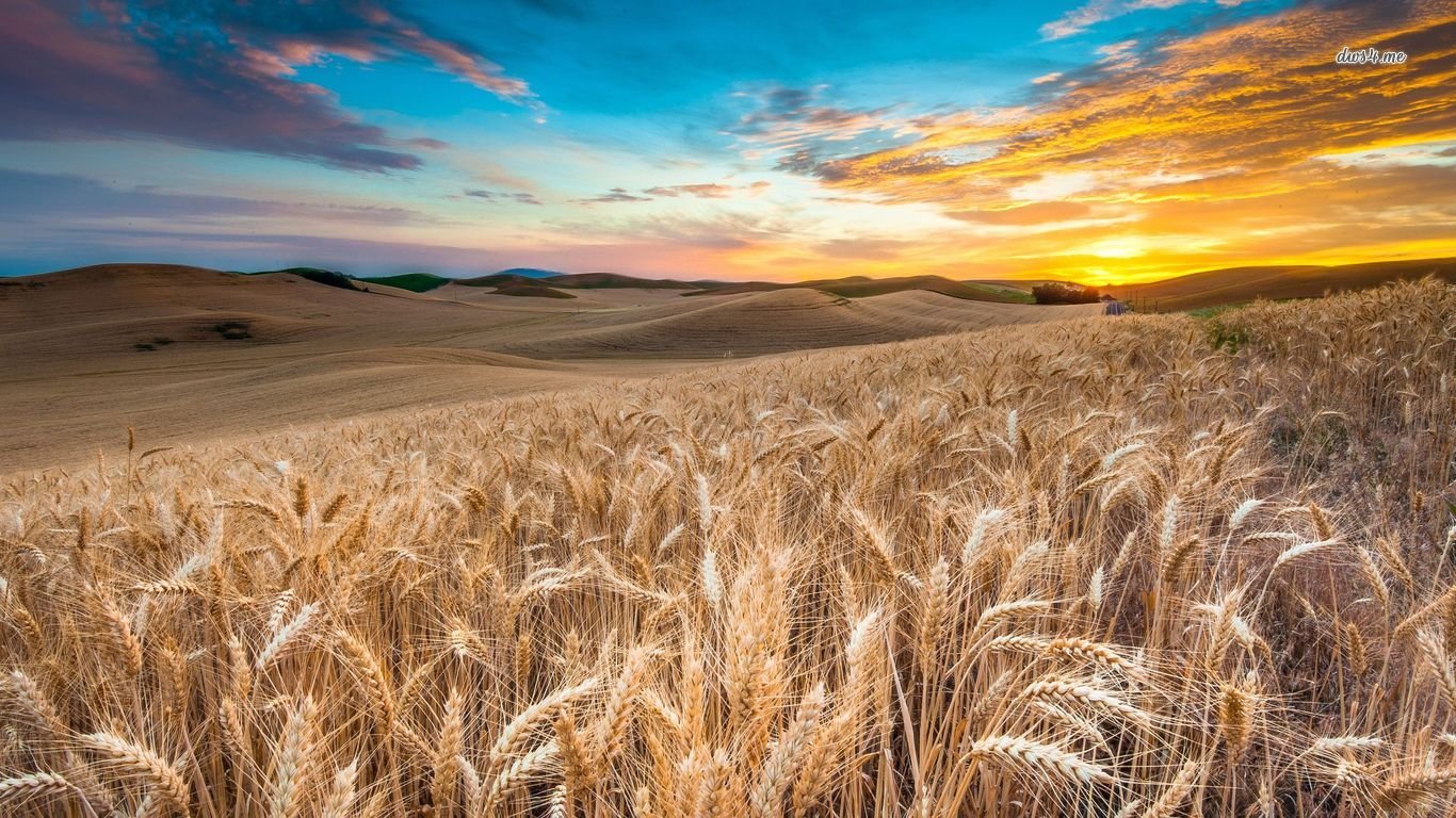 Best Wheat wallpaper ID:392007 for High Resolution 1366x768 laptop computer
