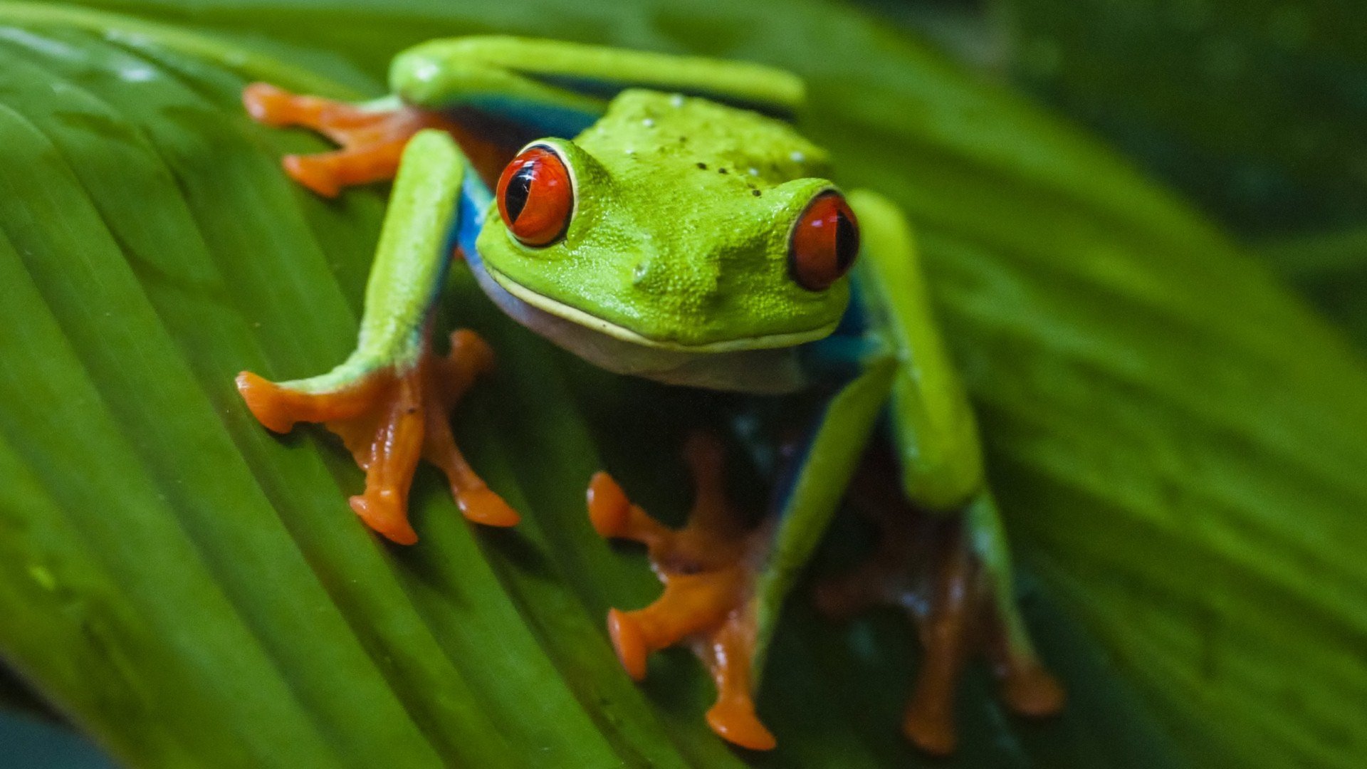 Free Red Eyed Tree Frog high quality wallpaper ID:20208 for hd 1920x1080 PC