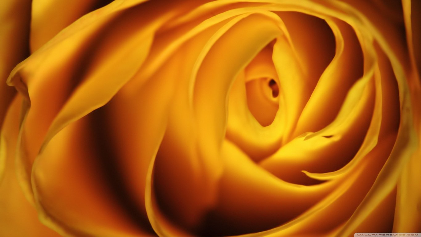 High resolution Rose 1366x768 laptop background ID:473032 for computer