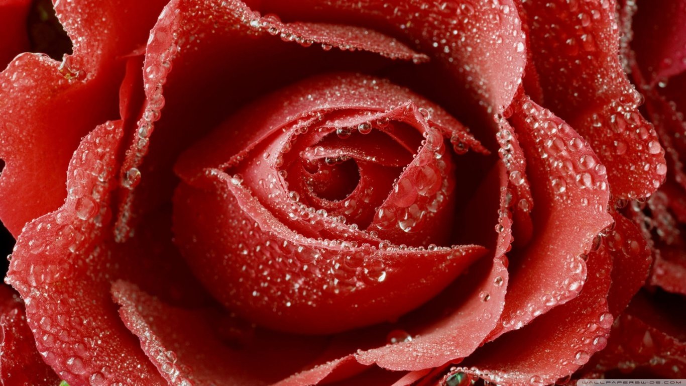 Download hd 1366x768 Rose computer background ID:473221 for free