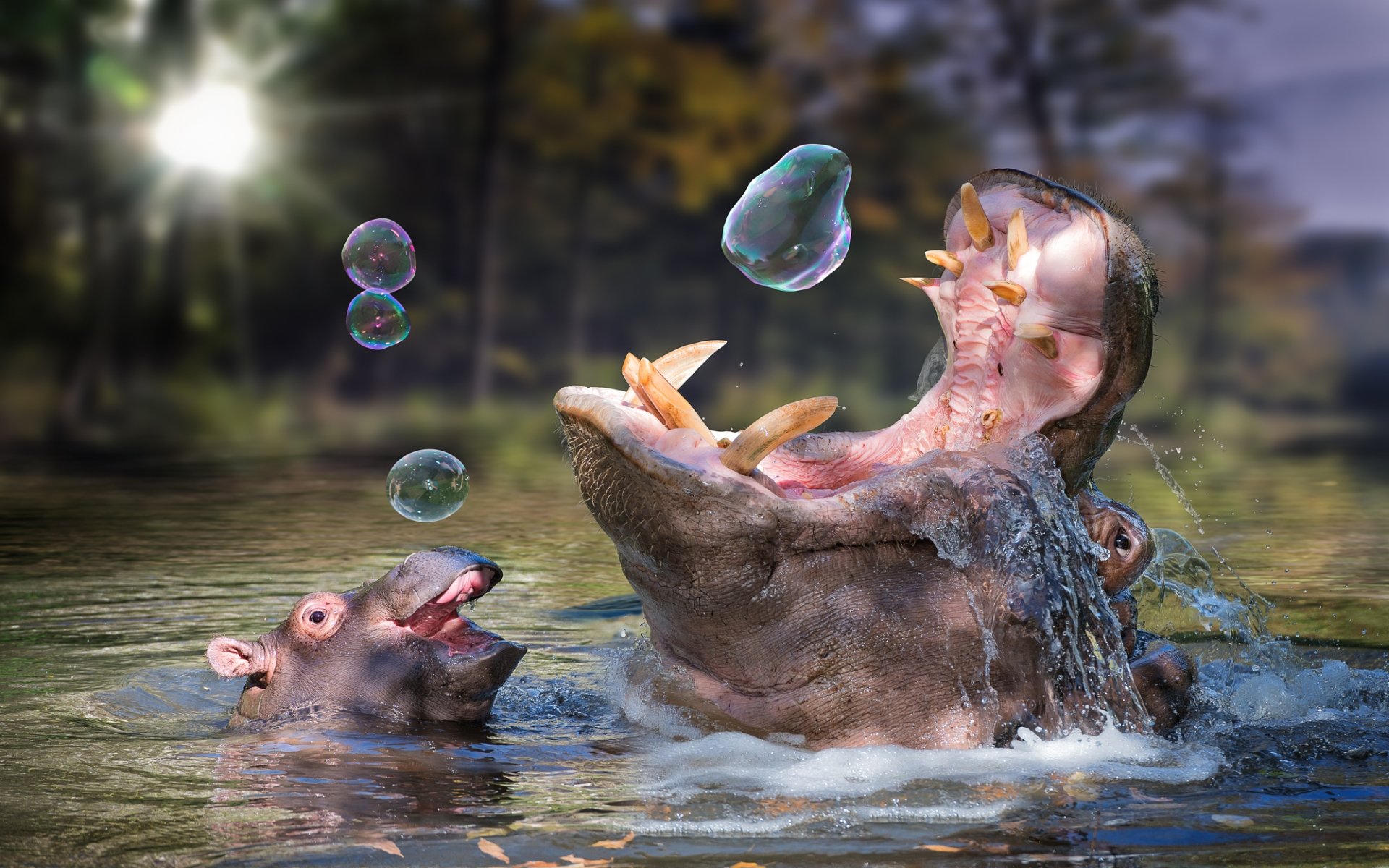 Awesome Hippo free background ID:28789 for hd 1920x1200 PC