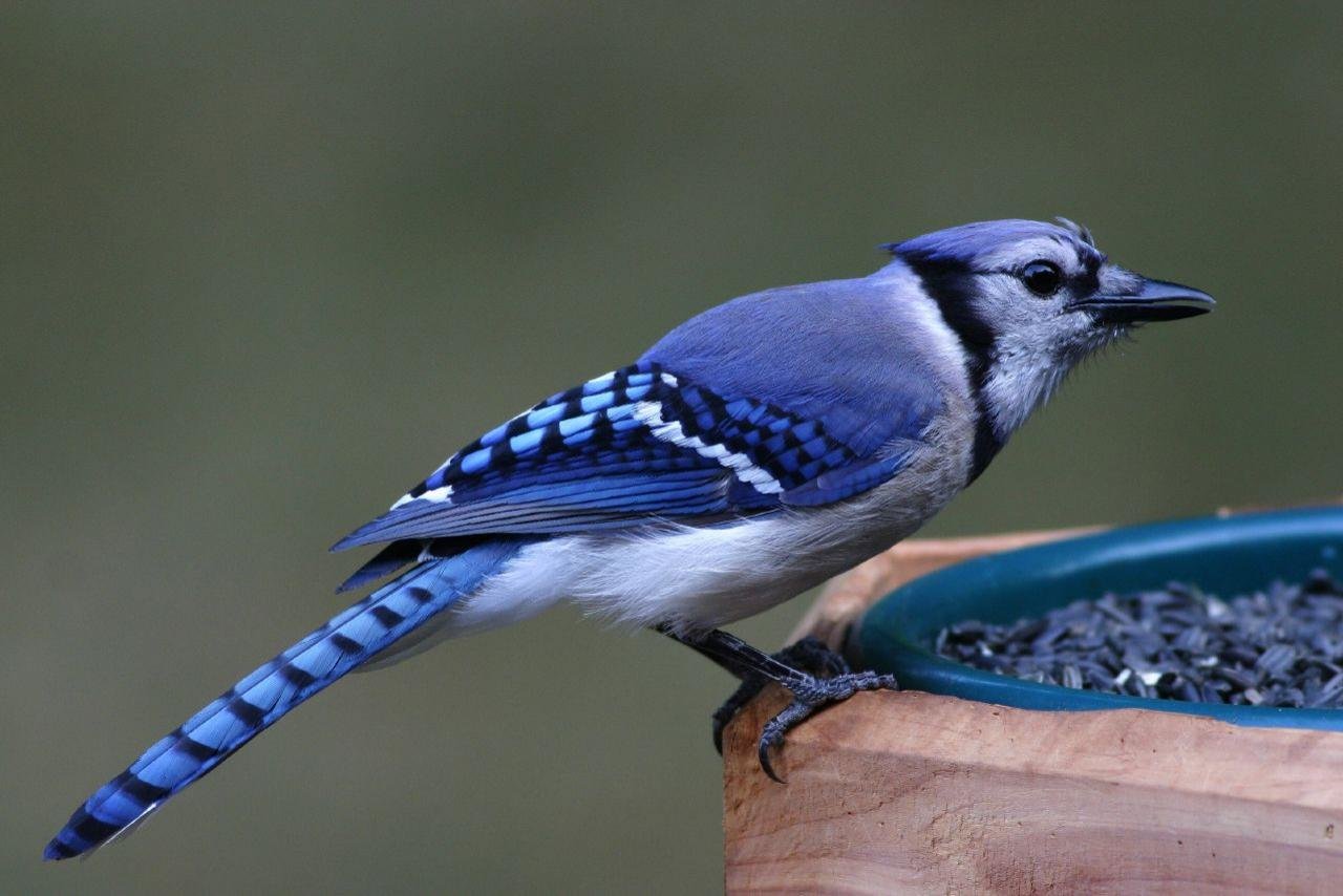 Free Blue Jay high quality background ID:158373 for hd 1280x854 computer