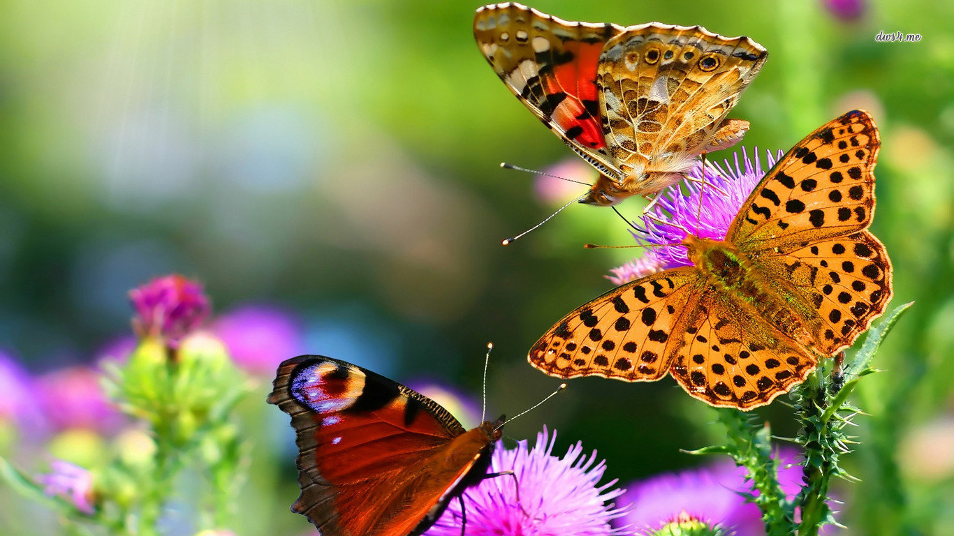 Free download Butterfly wallpaper ID:167529 1366x768 laptop for PC