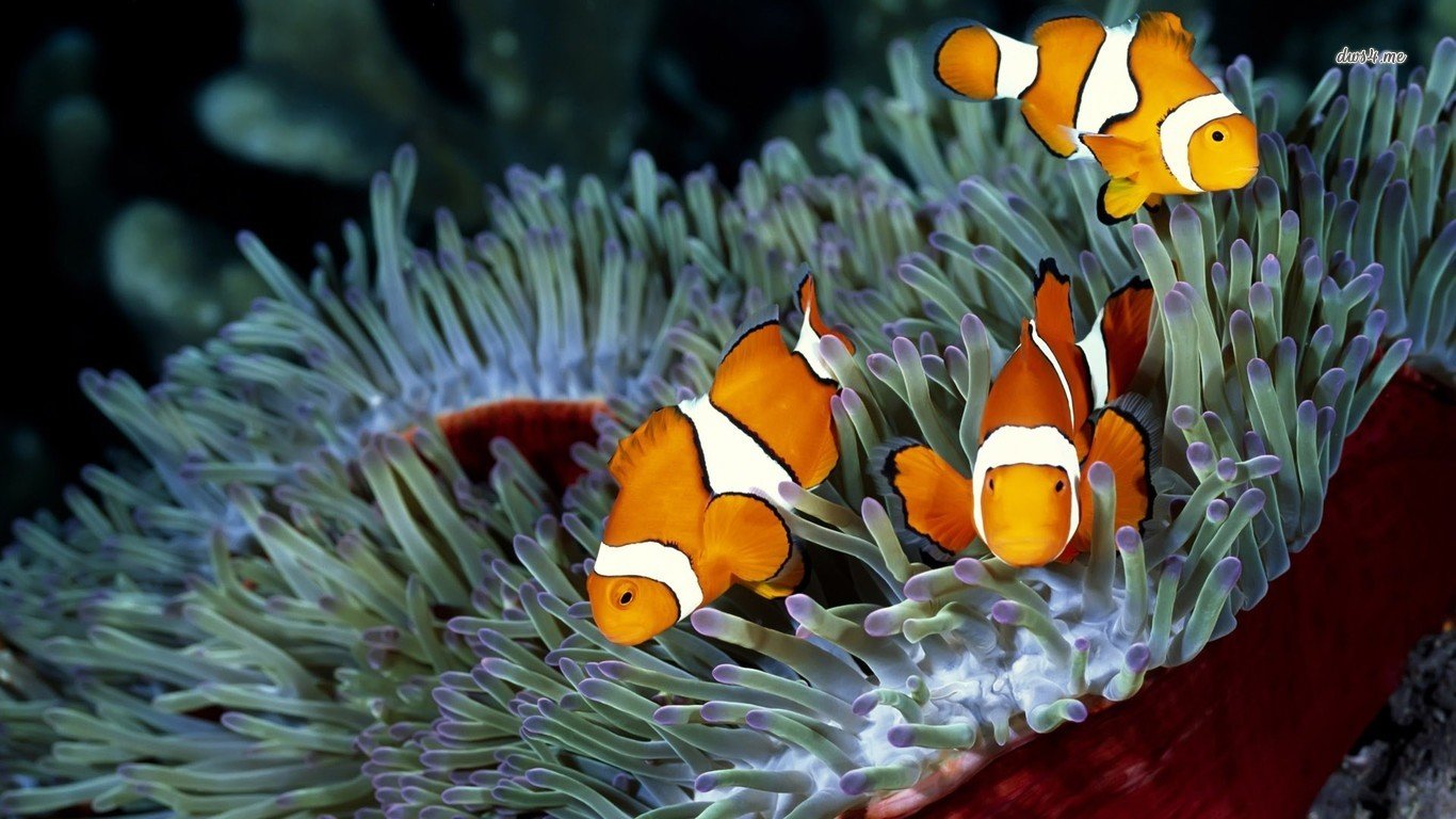 Awesome Clownfish free background ID:53267 for 1366x768 laptop desktop