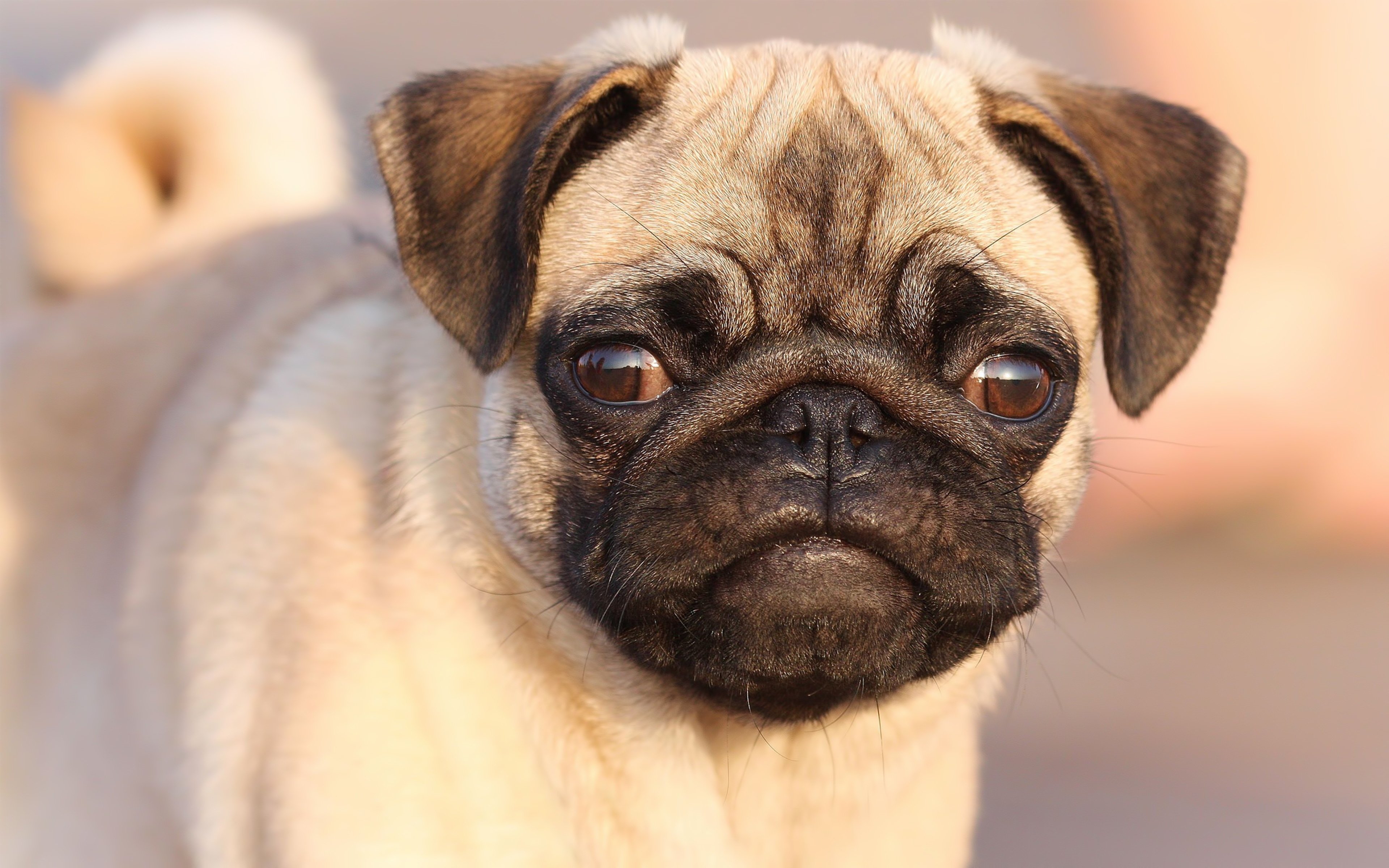 High resolution Pug hd 3840x2400 background ID:282858 for PC