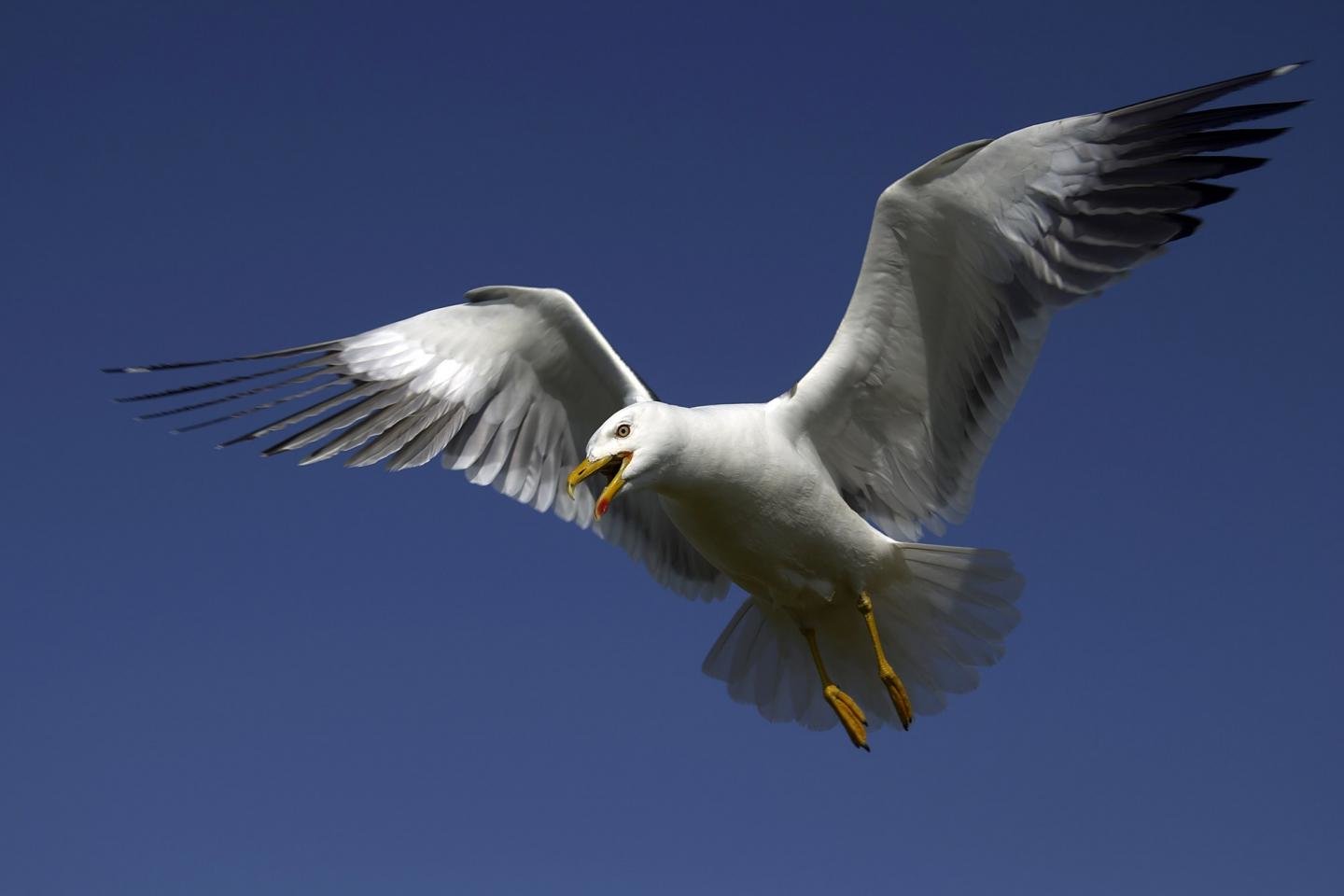 Free Seagull high quality background ID:66843 for hd 1440x960 desktop