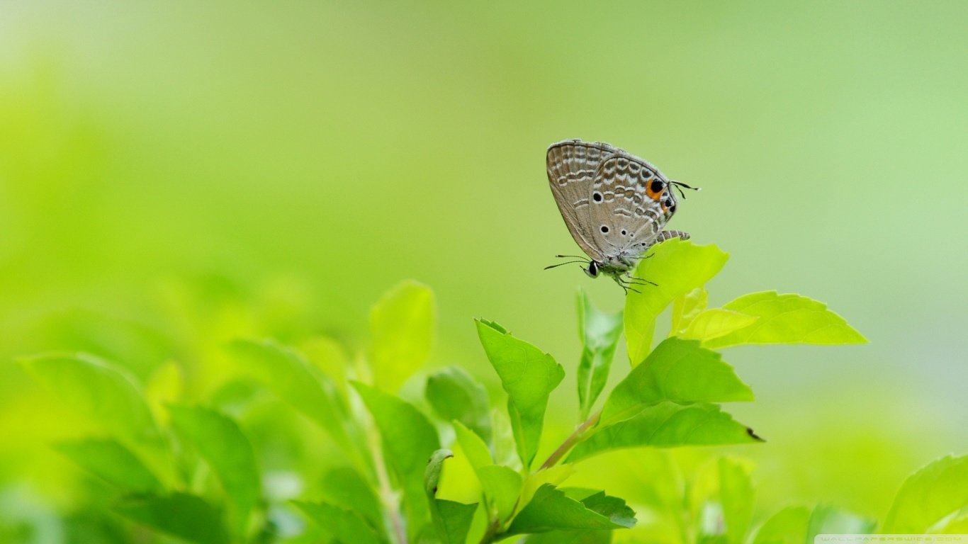 Awesome Butterfly free wallpaper ID:167975 for hd 1366x768 PC