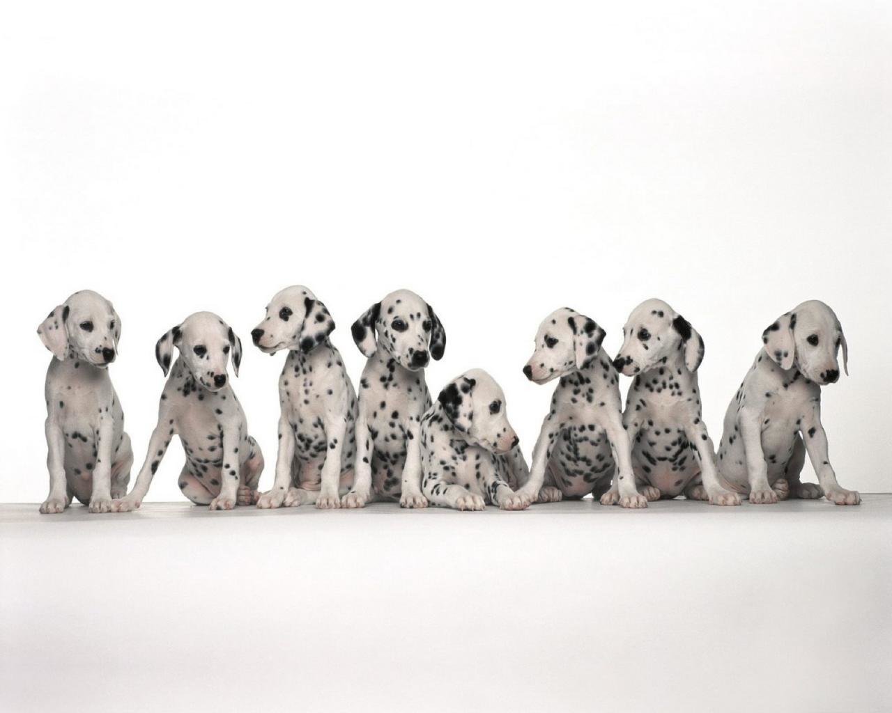 Free download Dalmatian background ID:433555 hd 1280x1024 for PC
