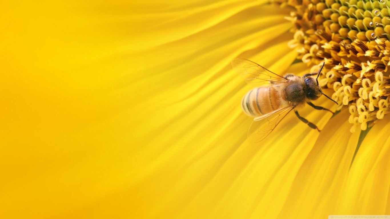 Free Bee high quality background ID:460627 for 1366x768 laptop PC