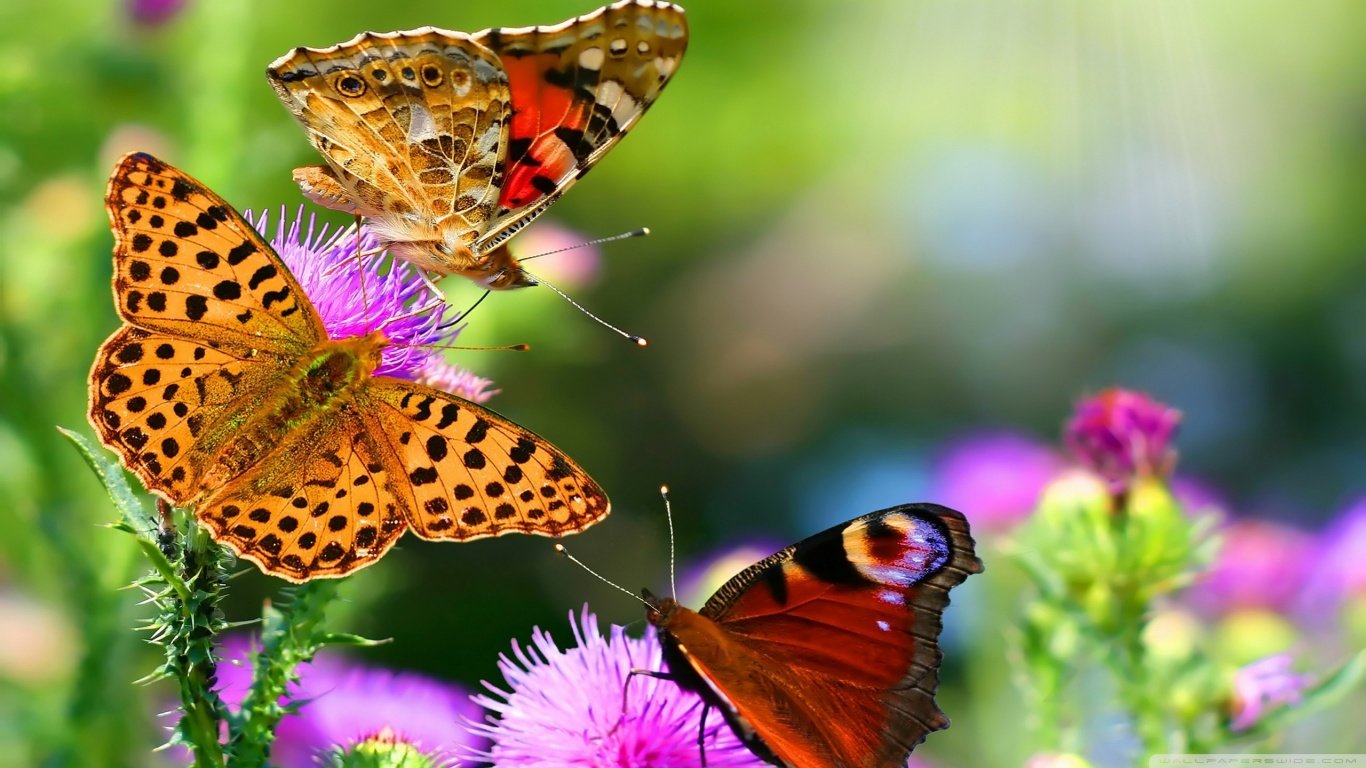 Download hd 1366x768 Butterfly PC background ID:167573 for free