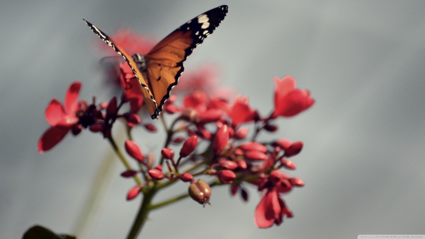 Download hd 1366x768 Butterfly PC wallpaper ID:167528 for free