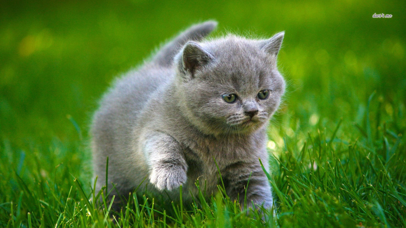 Awesome Cat free background ID:428917 for hd 1366x768 computer
