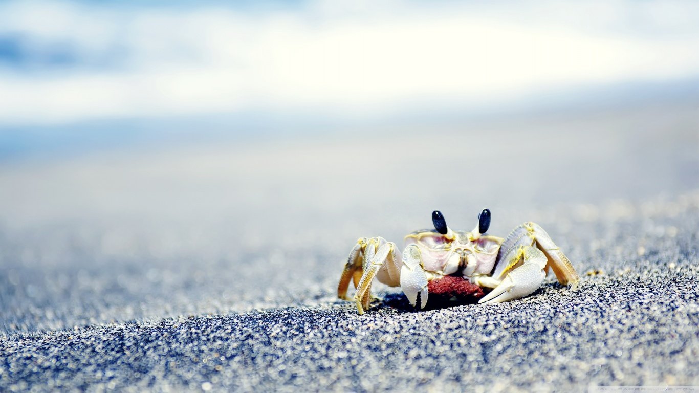Best Crab background ID:294305 for High Resolution 1366x768 laptop computer