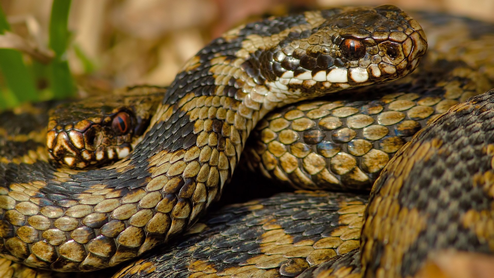 Best Snake wallpaper ID:137214 for High Resolution 1080p PC