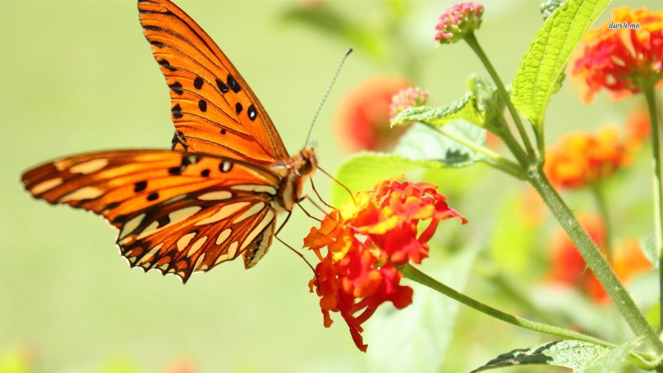 Free Butterfly high quality wallpaper ID:167714 for 1366x768 laptop desktop