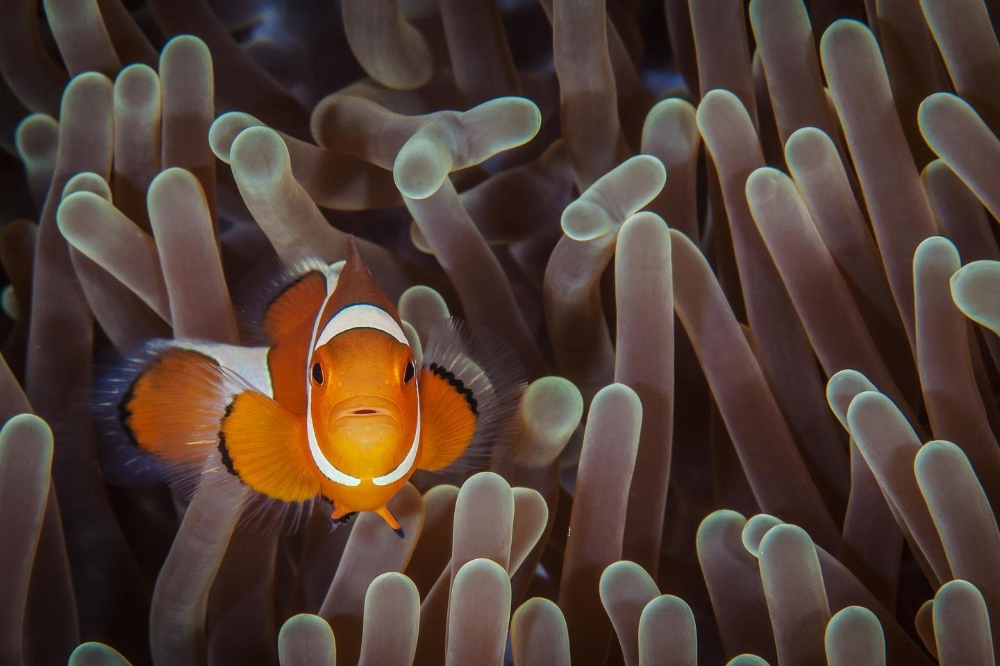 Free download Clownfish background ID:53266 hd 1440x960 for PC